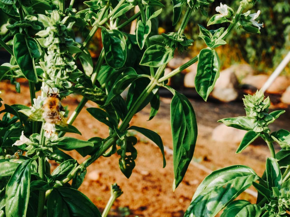 Gospodarstwo Agroturystyczne Anielin Okonek エクステリア 写真