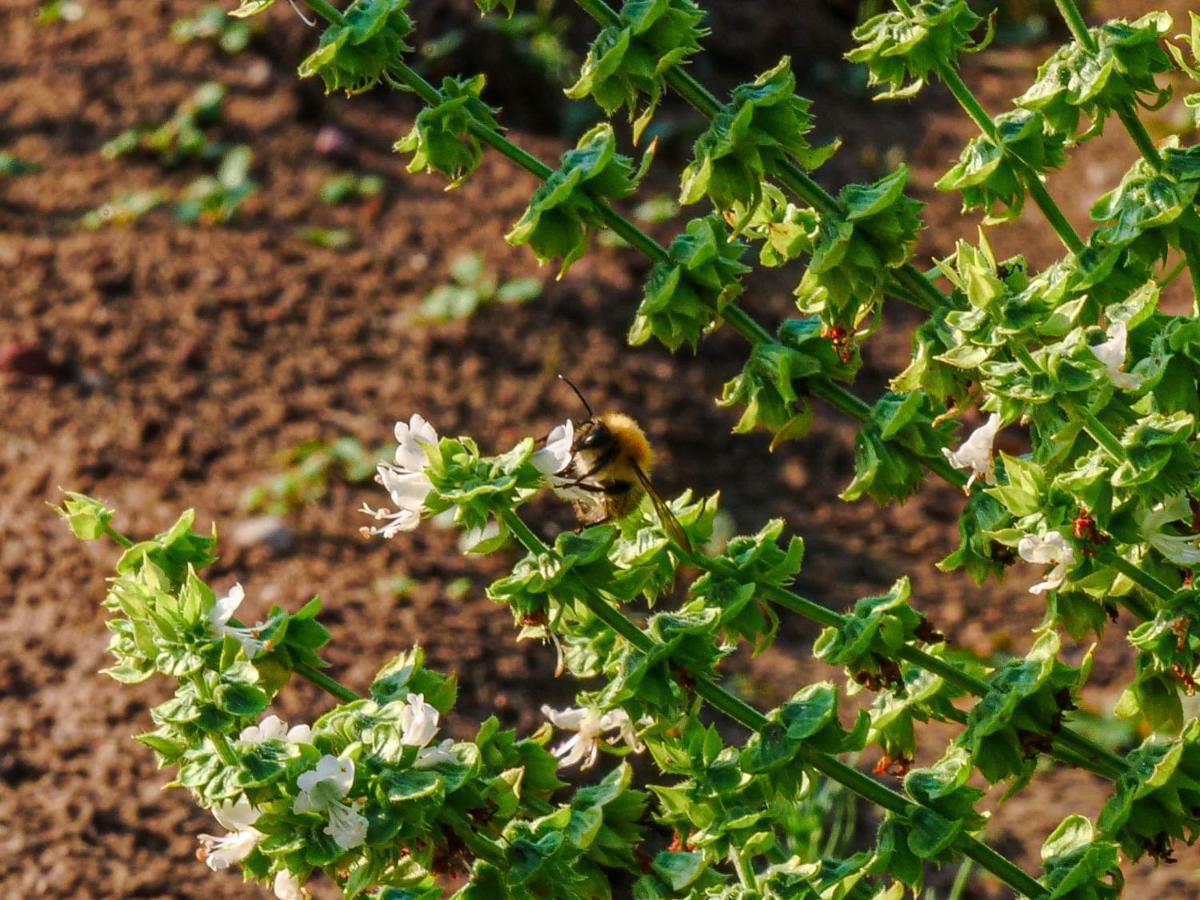 Gospodarstwo Agroturystyczne Anielin Okonek エクステリア 写真