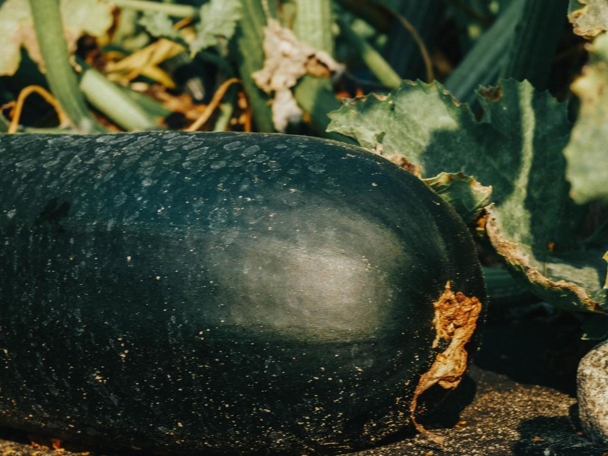 Gospodarstwo Agroturystyczne Anielin Okonek エクステリア 写真