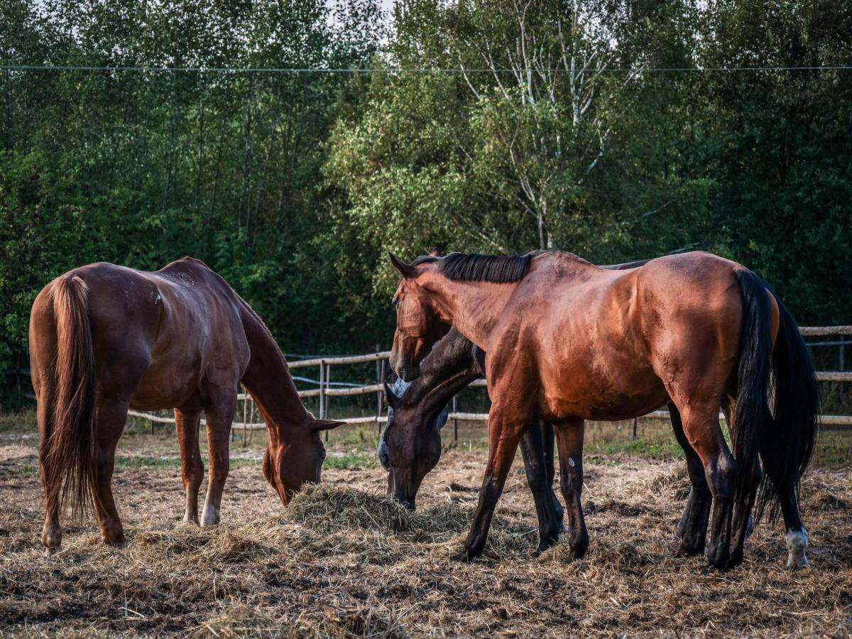Gospodarstwo Agroturystyczne Anielin Okonek エクステリア 写真